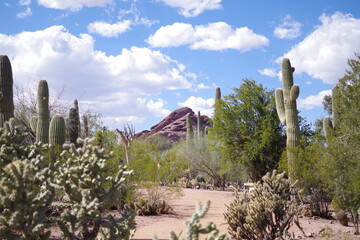 Obraz premium state desert landscape