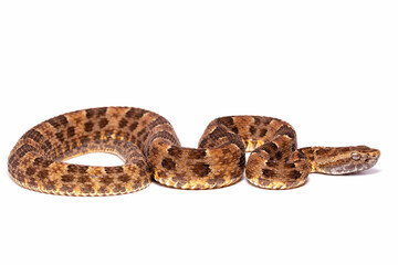 lancehead fer de lance cotton mouth