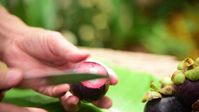 hand holding knife cutting mangosteen rind