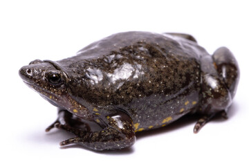 different frog on white