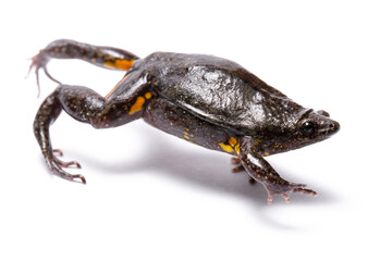 different frog on white