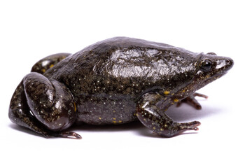 different frog on white