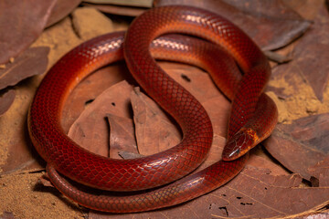 red snake on the ground