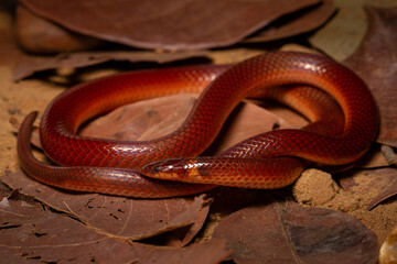 red snake on the ground
