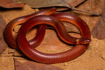 red snake on the ground