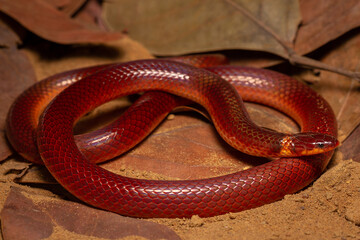 Fototapeta premium snake in the sun