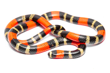 coral snake on the white background 