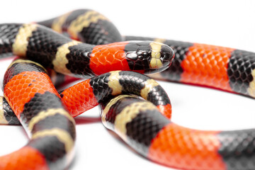 coral snake on the white background 