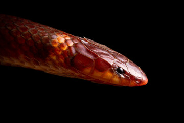 close up of a snake