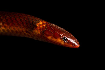 close up of a snake