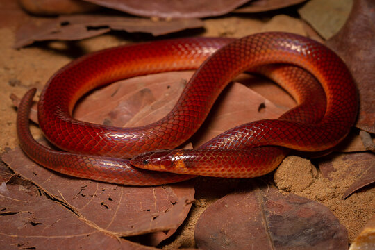 red snake on the ground