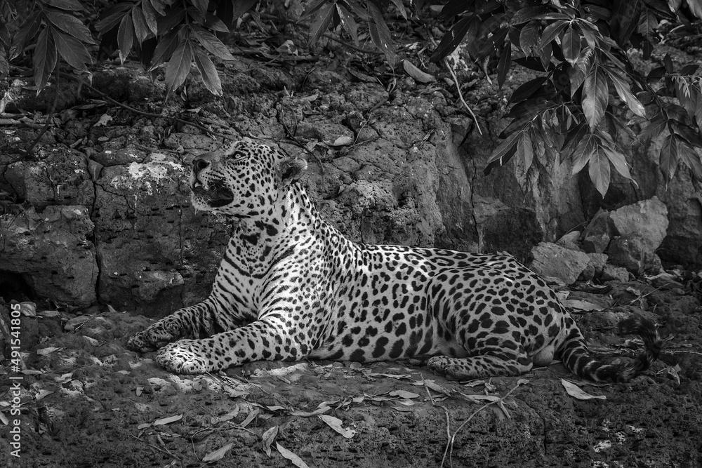 Poster black and white jaguar pantera onca on pantanal river