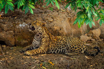 jaguar pantera onca on pantanal river © Luis