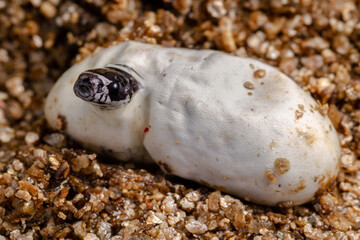 baby snake borning thru an egg