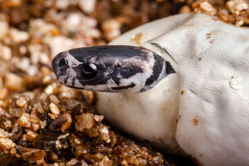 baby snake borning thru an egg