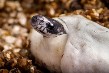 baby snake borning thru an egg