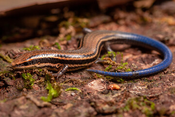 blue tail lizard on the grass