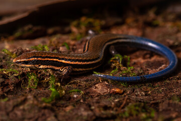 blue tail lizard on the grass