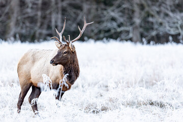 Elk Male In Field of Frozen Grass