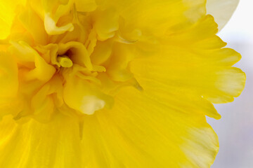 Ice King Daffodil Abstract 09
