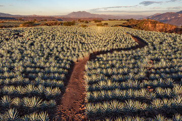Paisaje agavero o paisaje de tequila en el municipio de tequila, siembra de agave azul tequilana...
