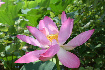 Pink blooming lotus with yellow center