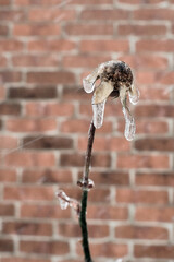 Withered and frozen rose flower with icicles hanging from it in front a a brick wall