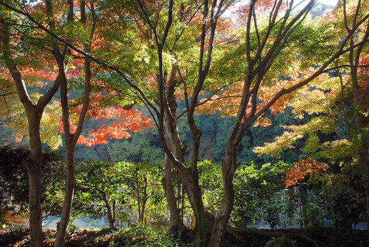 宇治市images Browse 1 3 Stock Photos Vectors And Video Adobe Stock