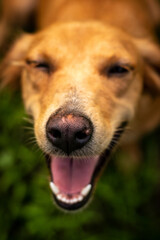 brown stray dog playing in the garden high quality HD images. stray dog, brown dog closeup