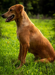 brown stray dog playing in the garden high quality HD images. stray dog, brown dog