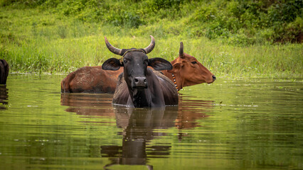 Indian buffalo with cows grazing in the grass land and playing in the water. 
