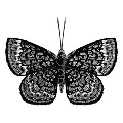 butterfly hand drawing vector illustration
