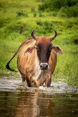 Indian buffalo with cows grazing in the grass land and playing in the water. 