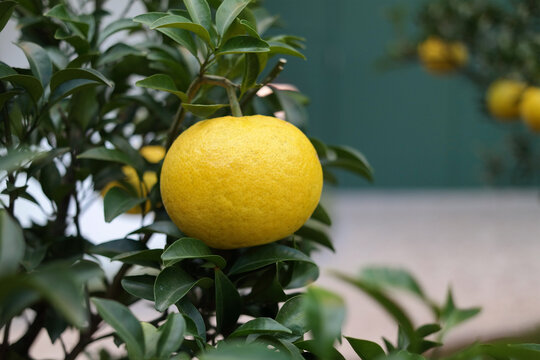 ゆずの木 の画像 62 033 件の Stock 写真 ベクターおよびビデオ Adobe Stock