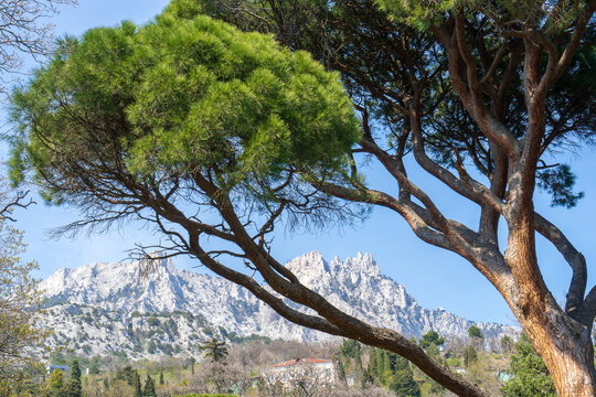 Image of Italian pine on the background of the rock. Pinus pinea.