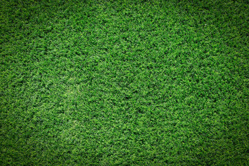 Colorful green grass field natural garden background close up