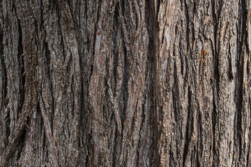 close-up of the trunk of an adult  tree