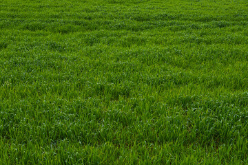 Texture of green grass field background, soft focus.