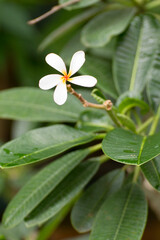Obraz na płótnie Canvas White Plumeria flower