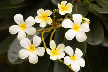 White Plumeria flower