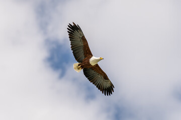 African Fish-eagle, Haliaeetus vocifer, brown bird with white head fly. Eagle flight above the lake water. Wildlife scene from African nature, Okavango delta, Botswana, Africa