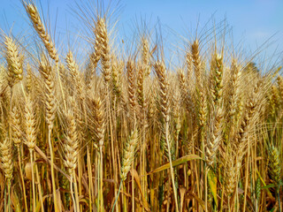 Golden ripe ears of wheat in field during summer, wheat crop ready for harvesting