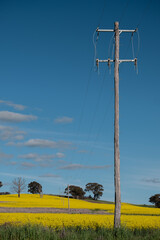 power pole in rural with rape seed field 