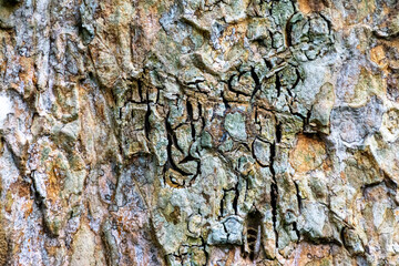 Patterns in Old Tree Bark, Closeup, Macro, Background, Texture