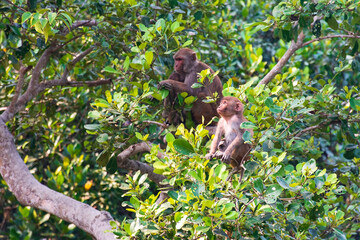 Obraz premium Rhesus Macaque Baby Monkey with it's mother in the background Bangladesh Sundarbans