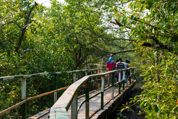 Tourists walking on the elevated wooden bridge along the Sundarbans, The largest mangrove forest of the world