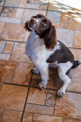 english cocker spaniel
