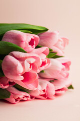 Fototapeta premium bouquet of pink tulips on pink background. top view with copyspace. greeting card concept