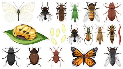 Different insects collection isolated on white background