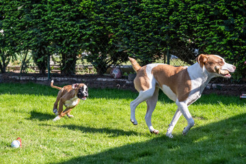 German Boxer dog and a mix dog playing together on the green grass in the garden